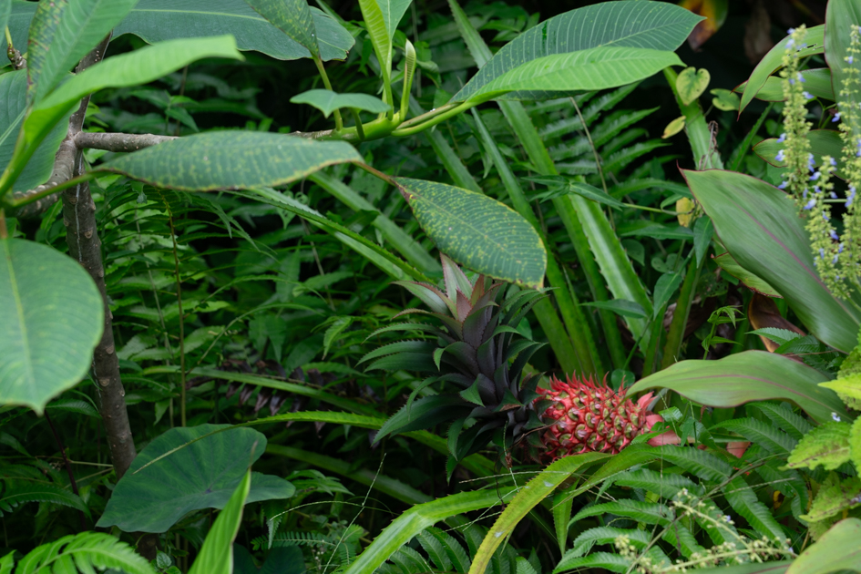 A close-up of a pineapple plant with spiky green leaves and a small pineapple growing at its center, set in a tropical Hawaiian garden.