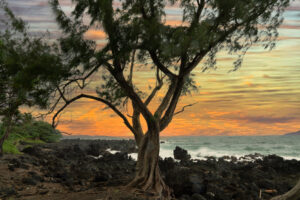 A solitary tree silhouetted against a golden sunset on the Hawaiian coast, surrounded by black lava rocks and gentle ocean waves.