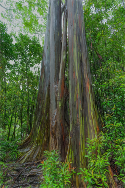 A vibrant Painted Eucalyptus tree with colorful bark in shades of green, red, orange, and purple, located along the Road to Hana in Maui, Hawaii.