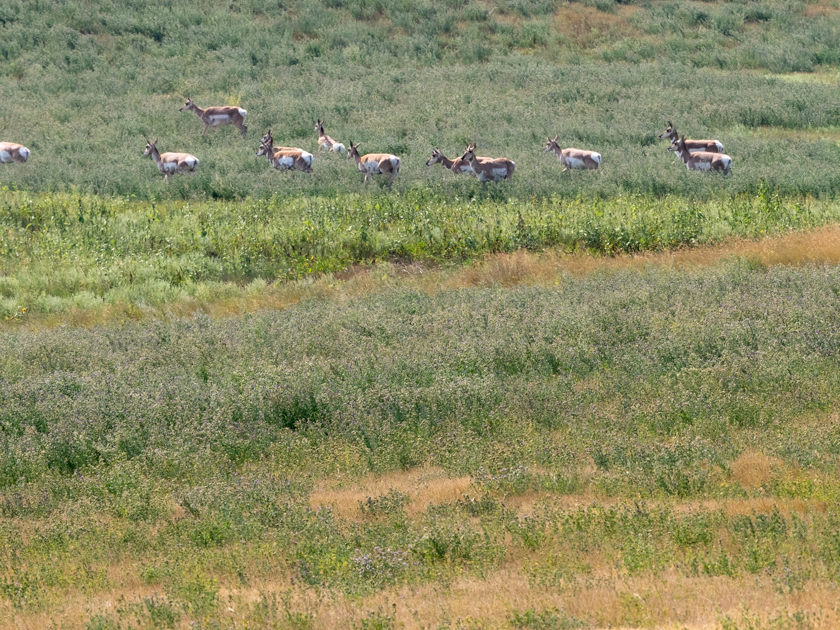 Herd of pronghorn antelope grazing near the Wildlife Loop Road in Custer State Park, South Dakota
