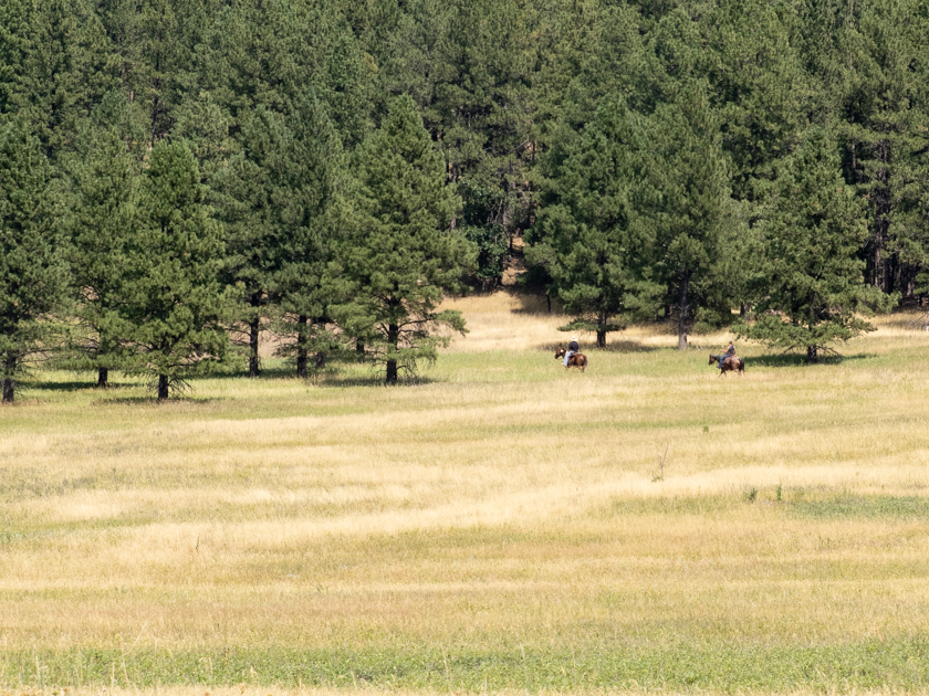 Two cowboys on horseback riding through open prairie in Custer State Park, South Dakota