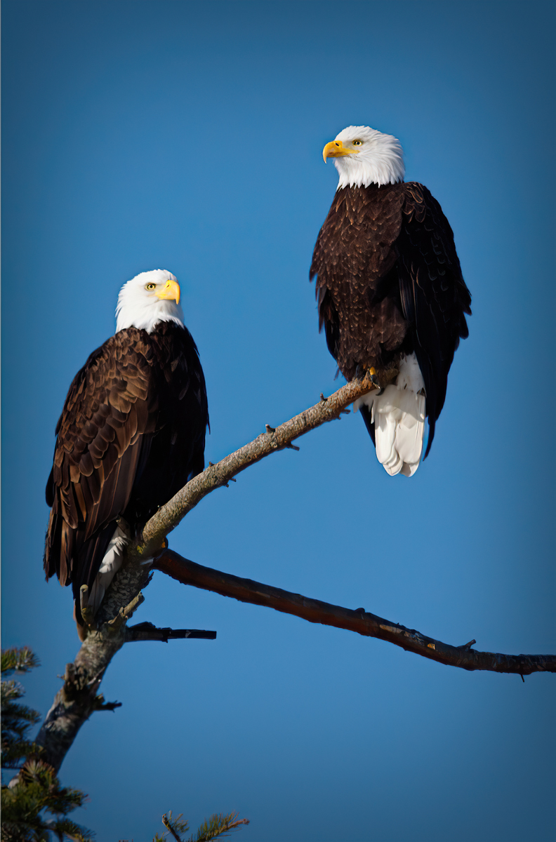 Two bald eagles perched on a tree branch against a clear blue sky.