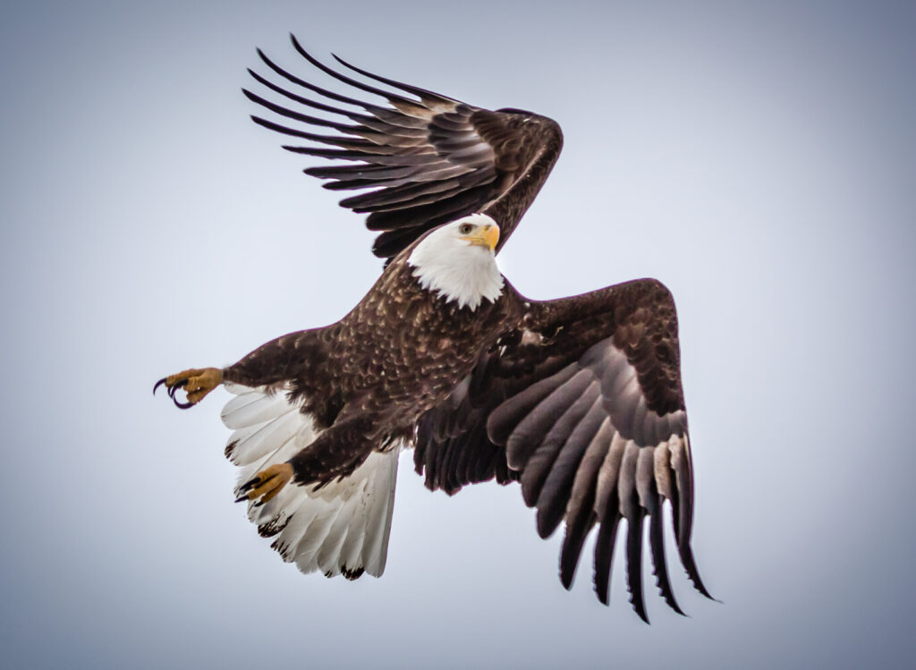 Bald eagle soaring through the sky with wings fully extended in flight.