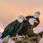 Three bald eagles perched on a tree branch silhouetted against an orange sunset sky.ethics and respect for wildlife photography
