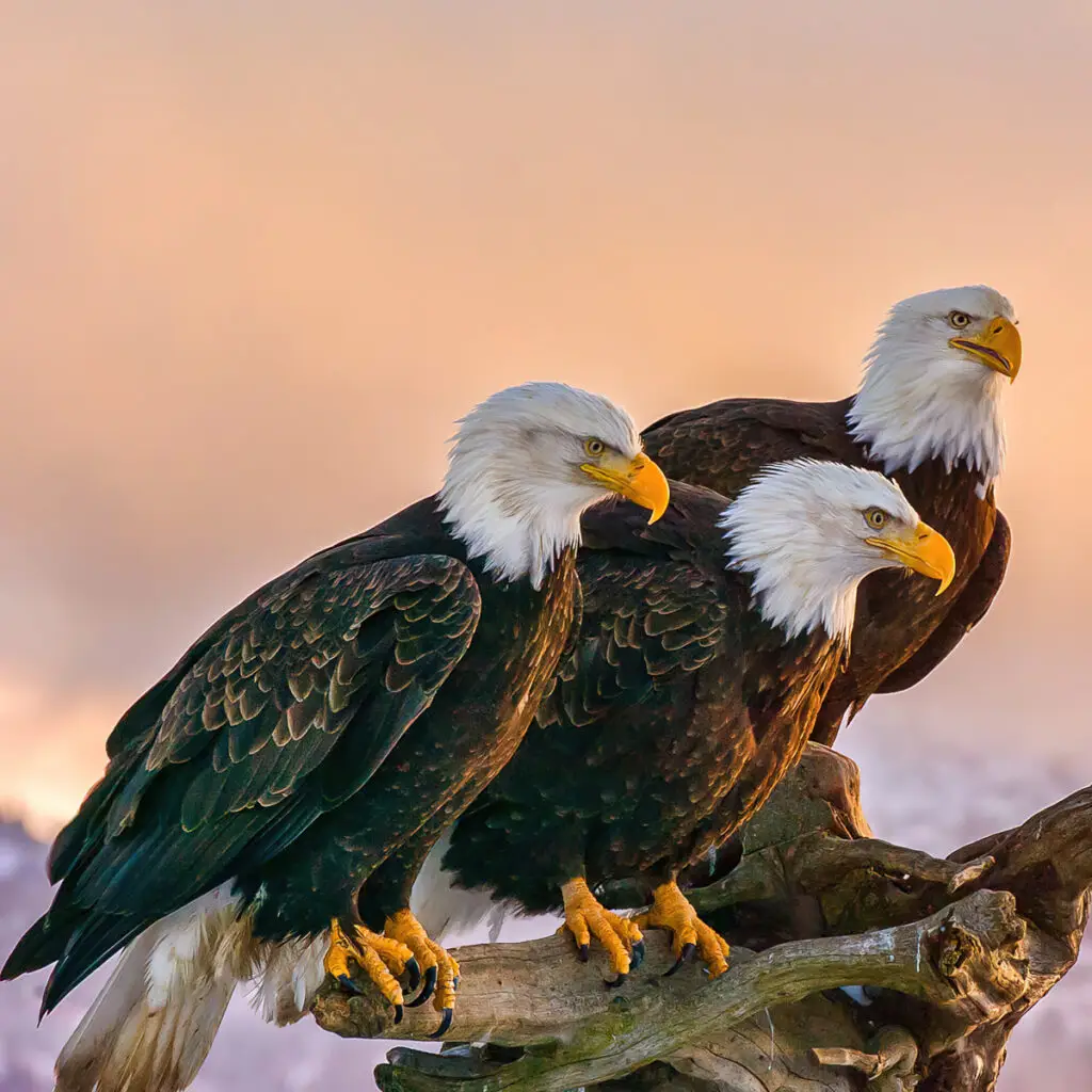 3 bald eagles on a branch at sunset