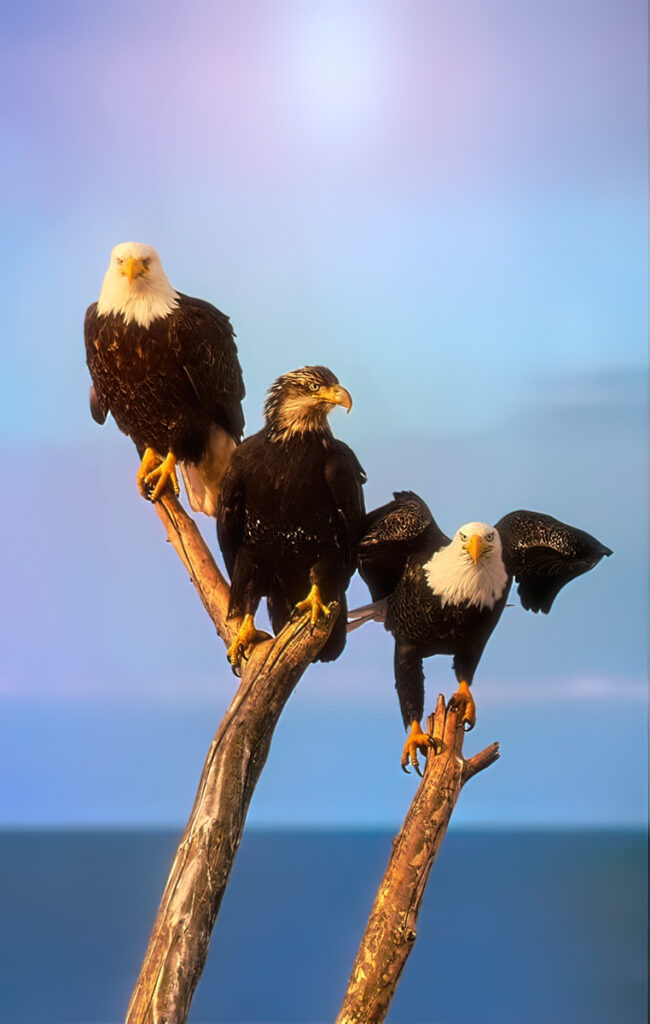 Three bald eagles—two adults and one juvenile—perched on tree branches in a natural setting.