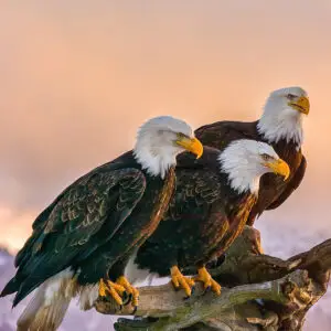 3 bald eagles on a branch at sunset