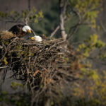 Ethics and Respect for Wildlife