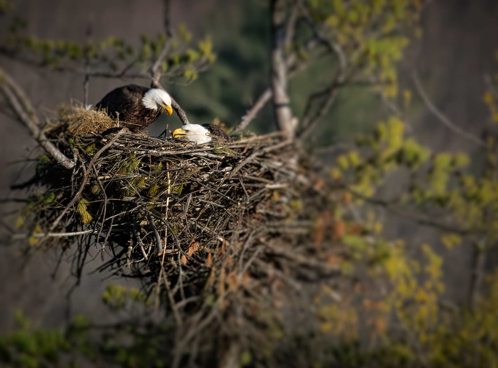 Two bald eagles sitting in a nest, guarding their eggs high in a tree.