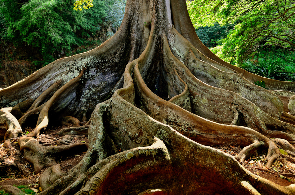 Close-up of a gnarled and twisted tree trunk on Kauai, highlighting texture, shape, and natural detail in the island’s forest.
