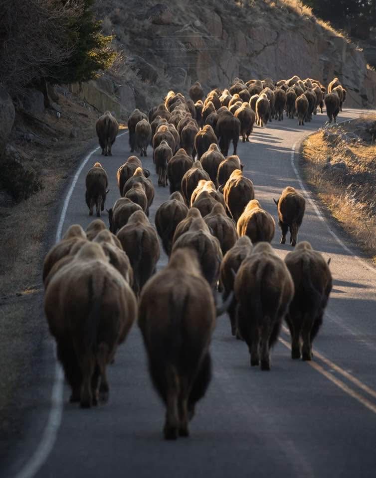 A herd of buffalo blocking the road in Yellowstone National Park, causing a traffic jam with cars waiting behind.