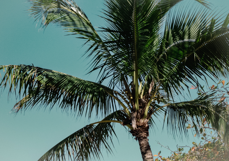 Cropped close-up of palm tree leaves showing intricate texture and fine detail captured with the Leica Q3 full-frame sensor.