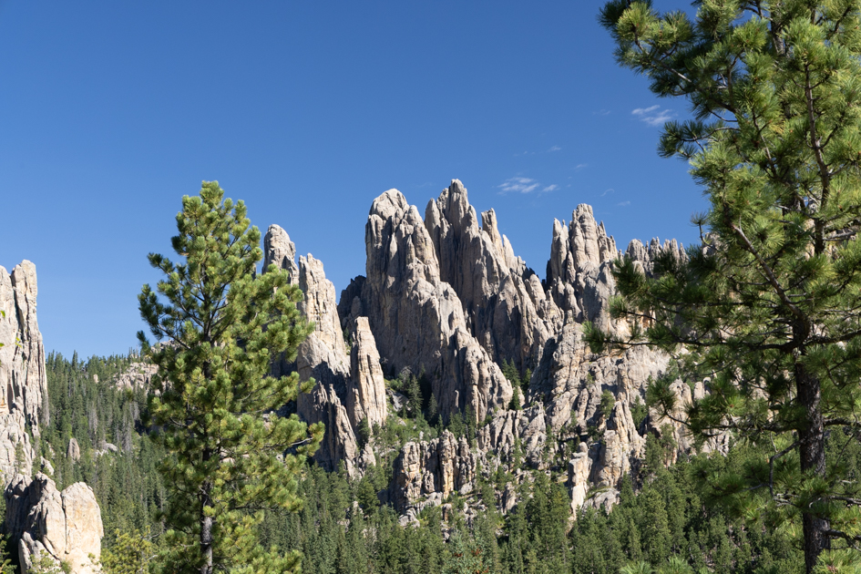 Sunset light casting golden hues on the jagged Needles rock formations in Custer State Park, South Dakota