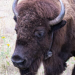 Close-up of a bison’s face with detailed fur texture along Wildlife Loop Road in Custer State Park, South Dakota