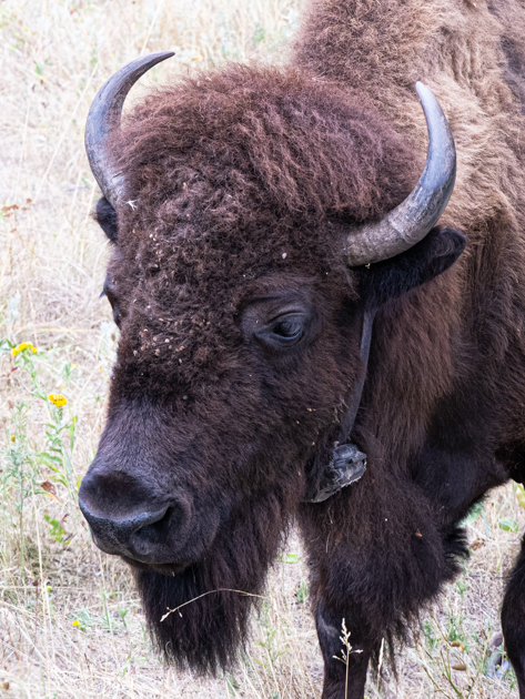 Close-up of a bison’s face with detailed fur texture along Wildlife Loop Road in Custer State Park, South Dakota