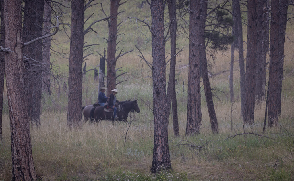 Close-up of two cowboys riding horses through tall grasses and wooded trails in Custer State Park, South Dakota