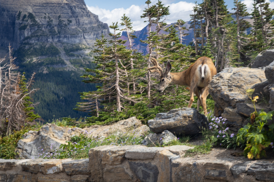 Mule deer standing in alpine meadow at the top of Logan Pass with mountain views in Glacier National Park