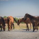 A herd of wild horses grazing near Chief Mountain with mountain backdrop in Glacier National Park