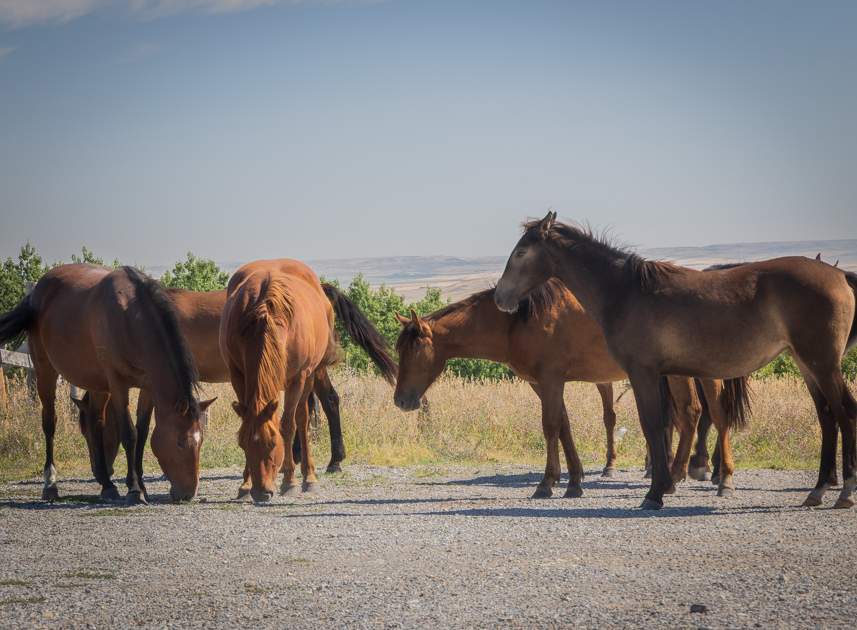 A herd of wild horses grazing near Chief Mountain with mountain backdrop in Glacier National Park