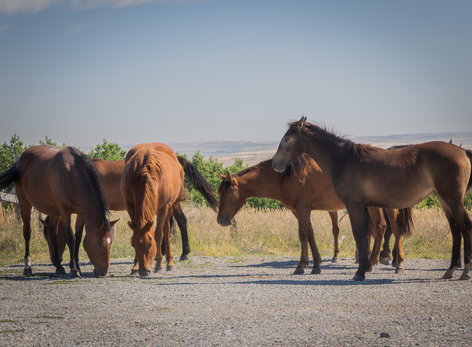 A group of wild horses grazing in the vast, open landscape of Glacier National Park, with towering mountains in the background.