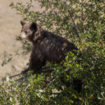Young black bear walking through a forested area in Grand Teton National Park with dappled sunlight on its fur