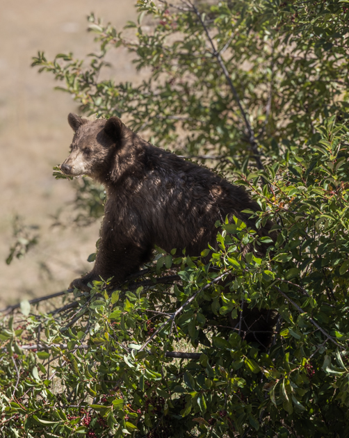 Young black bear walking through a forested area in Grand Teton National Park with dappled sunlight on its fur