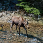 Mother moose and baby moose standing in a stream surrounded by forest in Grand Teton National Park
