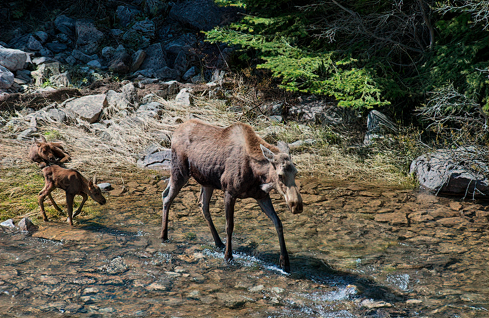 Mother moose standing protectively beside her calf in a grassy meadow in Grand Teton National Park