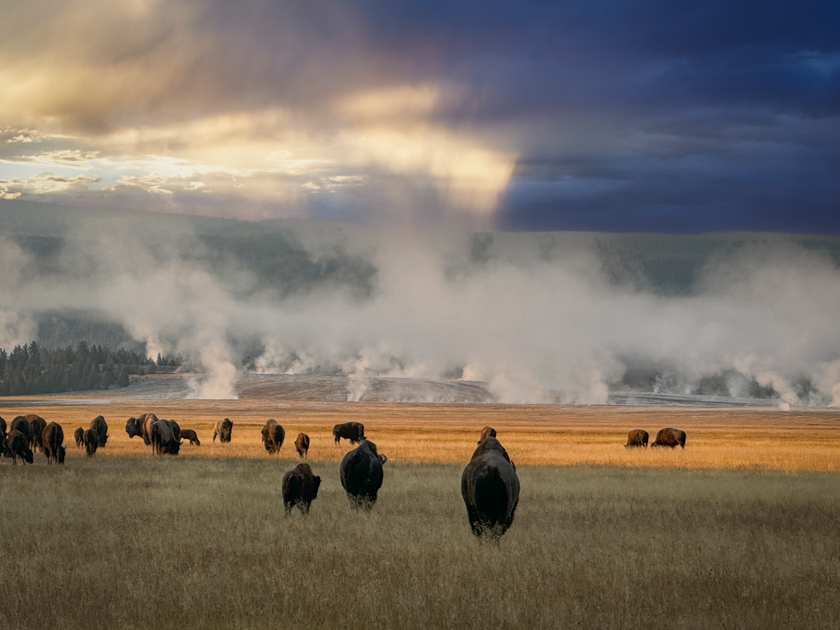 A herd of buffalo grazing peacefully near steaming hot springs in Yellowstone National Park.