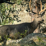 Mule deer standing near the base of Devil’s Tower in Wyoming, surrounded by natural grassland and forest