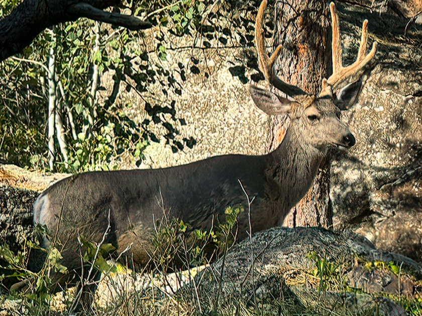 Mule deer standing near the base of Devil’s Tower in Wyoming, surrounded by natural grassland and forest