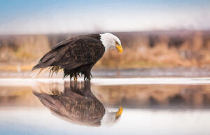 Bald eagle perched at the river’s edge with reflection visible in the water at sunset. Ethics and respect for wildlife. Photographing wildlife without disturbing