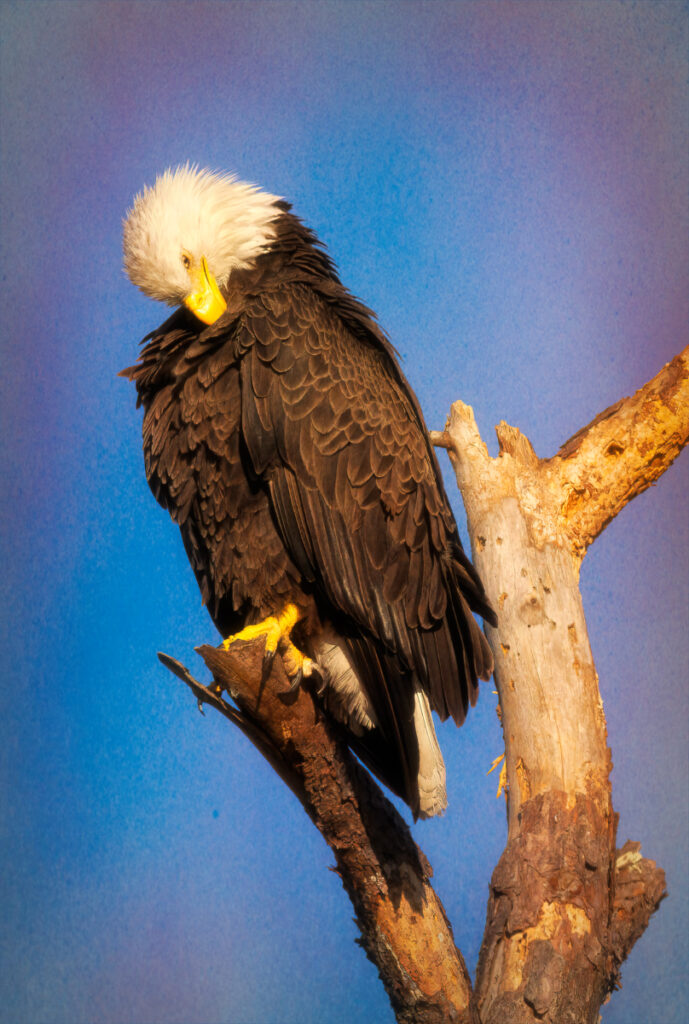 Bald eagle preening its feathers while perched in a tree along the river.
