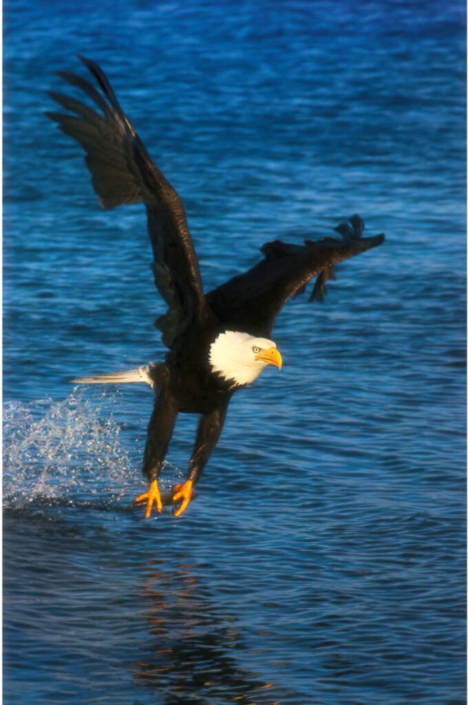 Bald eagle catching a fish with its talons in mid-flight over the water.