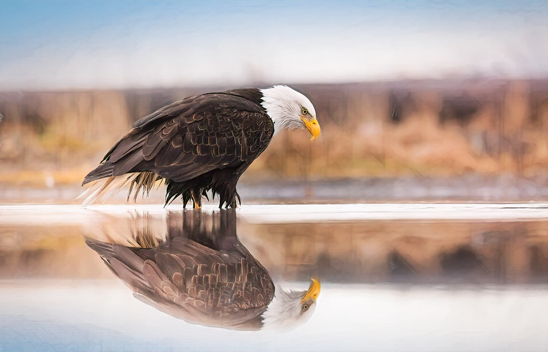 Bald eagle perched at the river’s edge with reflection visible in the water at sunset. Ethics and respect for wildlife. Photographing wildlife without disturbing