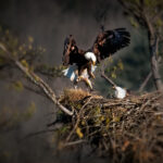 Mastering The Art of Patience in Wildlife Photography