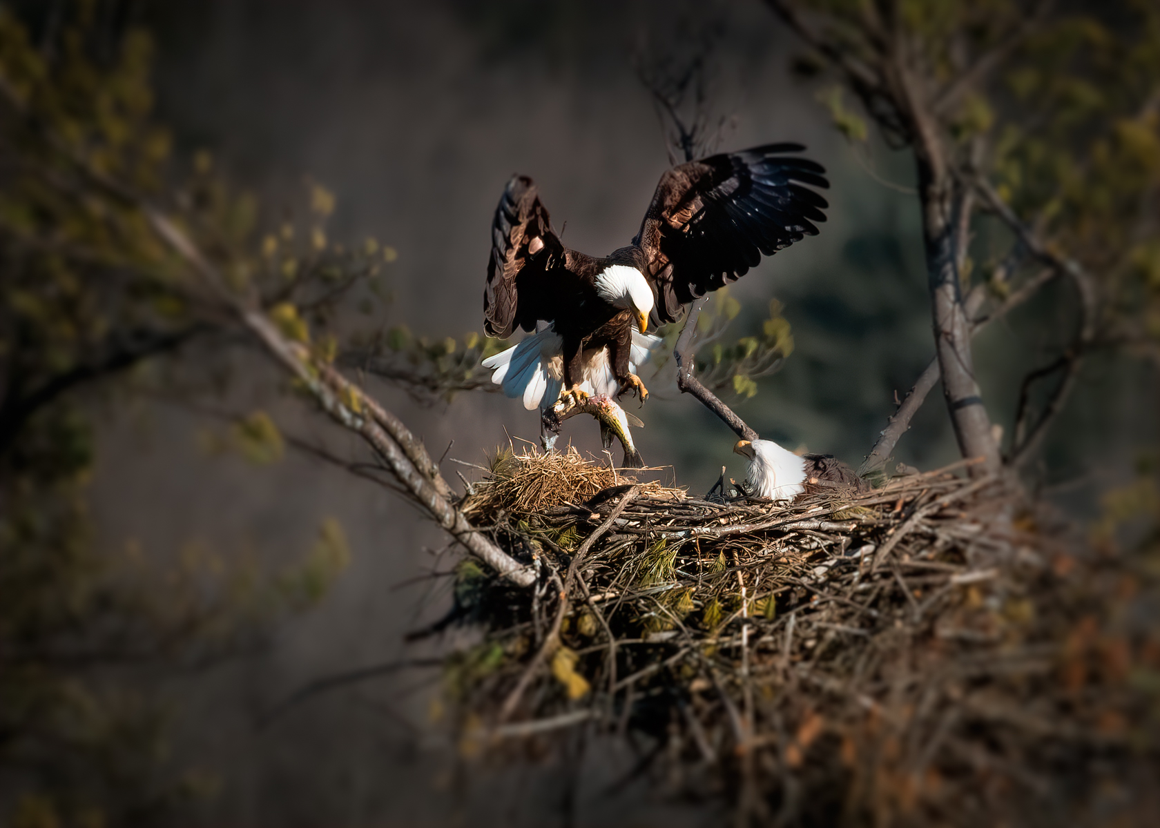 Bald eagle delivering a fish to another eagle waiting in the nest.