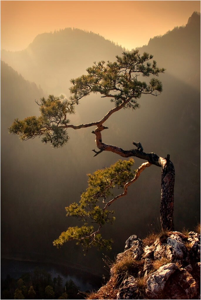 A solitary tree silhouetted against a glowing sunset sky in the vast desert landscape of Death Valley.