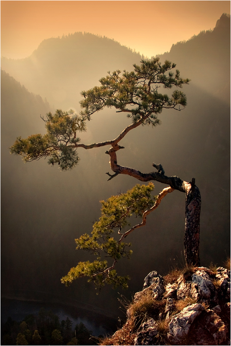A solitary tree silhouetted against a glowing sunset sky in the vast desert landscape of Death Valley.