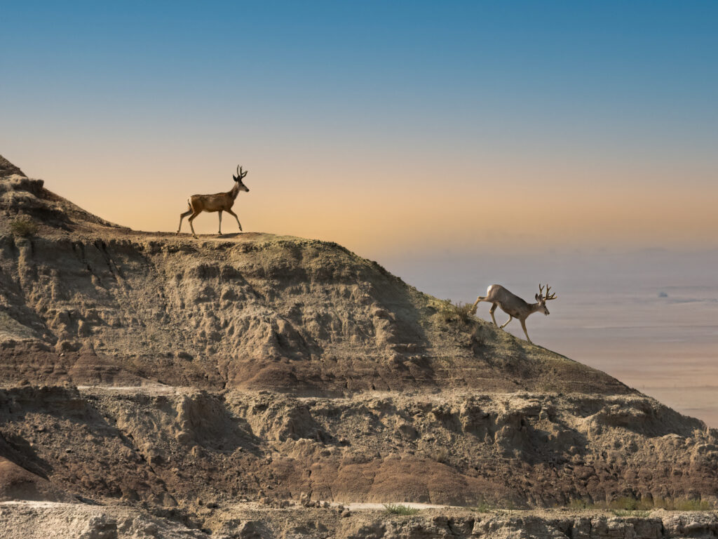 Two mule deer walking down a rugged hillside at sunset in Badlands National Park, with golden light casting long shadows.