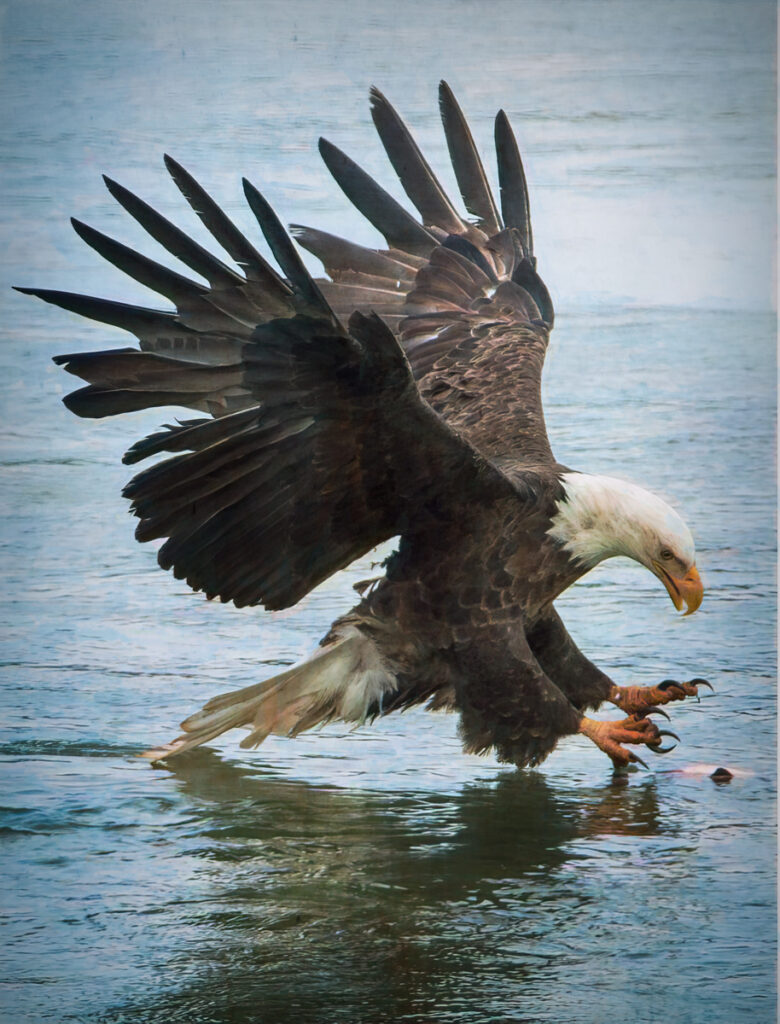 Bald eagle swooping low with talons extended toward a fish near the water’s surface