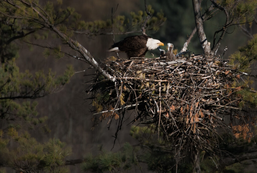 Bald eagle feeding an eaglet, with food visible being passed into the eaglet's mouth in the nest.