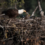 Adult bald eagle gently feeding a young eaglet inside the nest.
