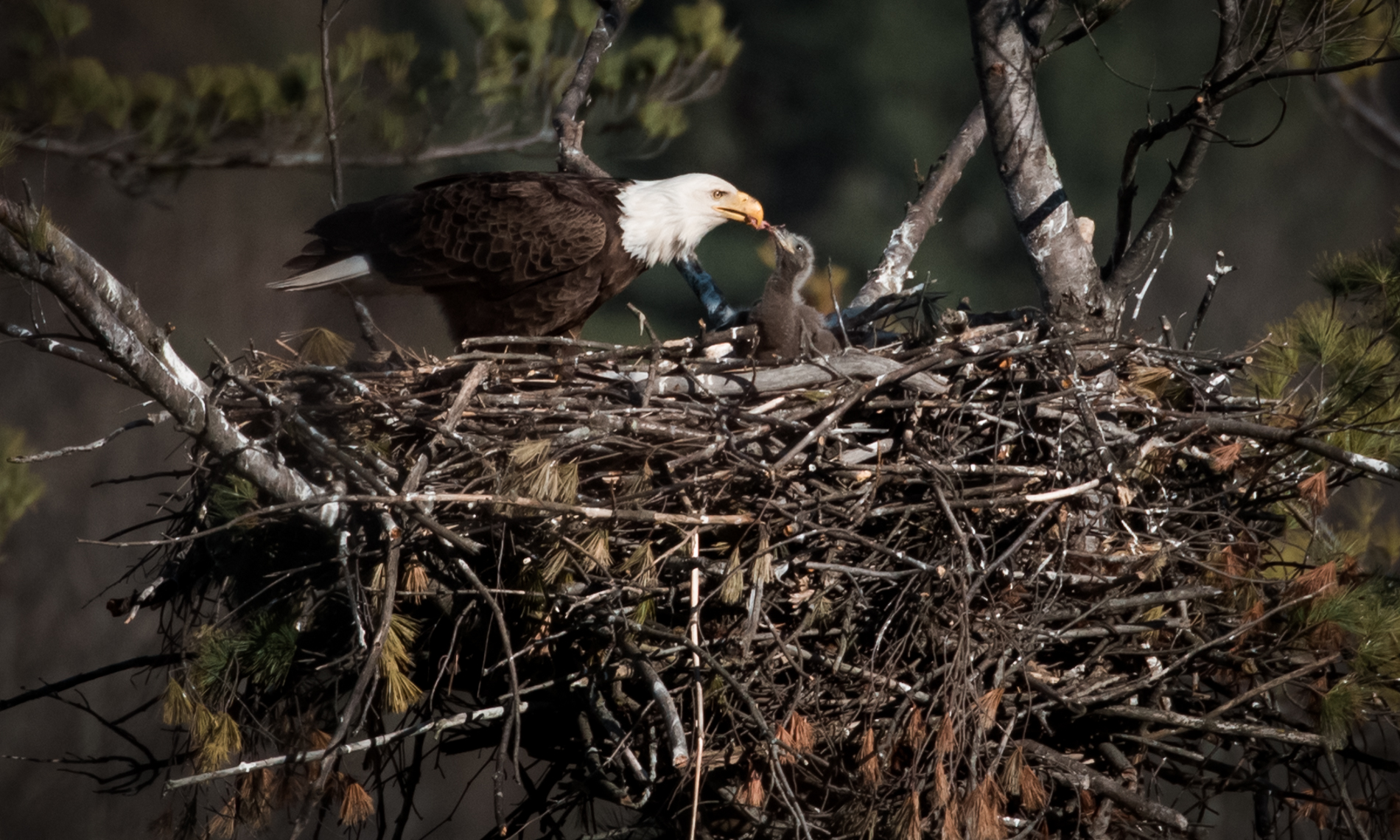 Bald eagle feeding its eaglet, with food visible being passed into the eaglet’s mouth in the nest.