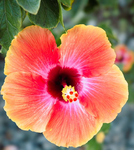 Close-up of a pretty hibiscus flower on Kauai with delicate petals and rich tropical detail.