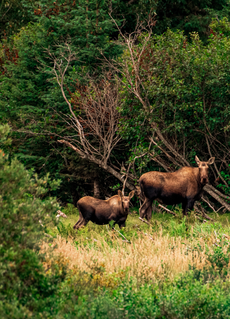 Mother moose and her calf standing near a pond in Grand Teton National Park surrounded by lush vegetation