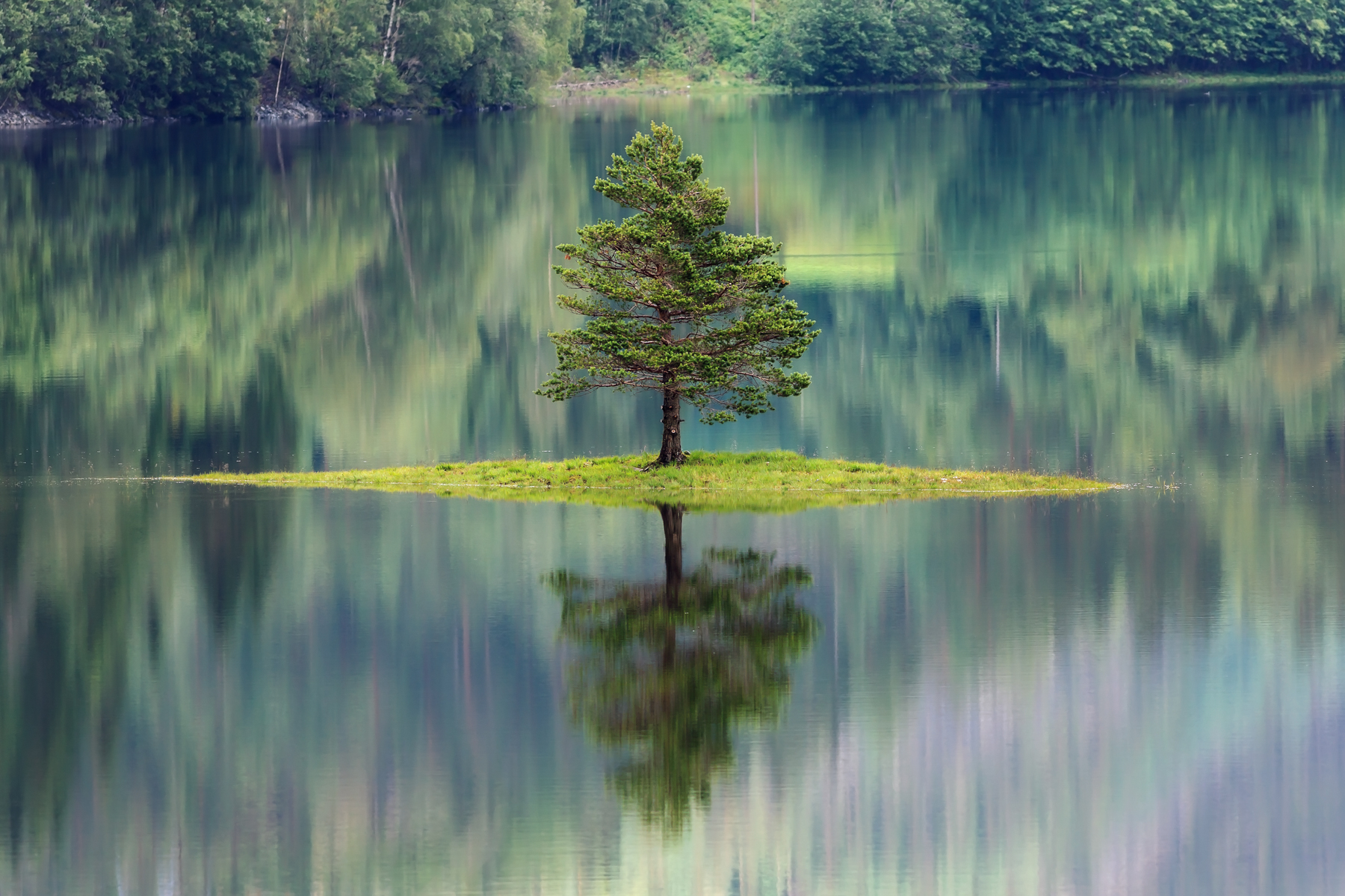 tree in the middle of a lake with refelction of the tree in the lake