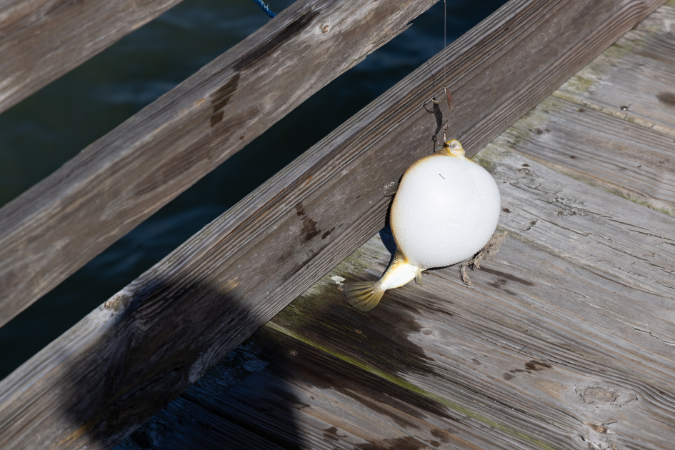 A blowfish lying on the wooden boards of the Dunedin Pier with the Gulf of Mexico in the background
