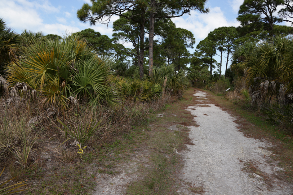 Sandy nature trail winding through coastal pines and palmettos on Honeymoon Island State Park in Florida
