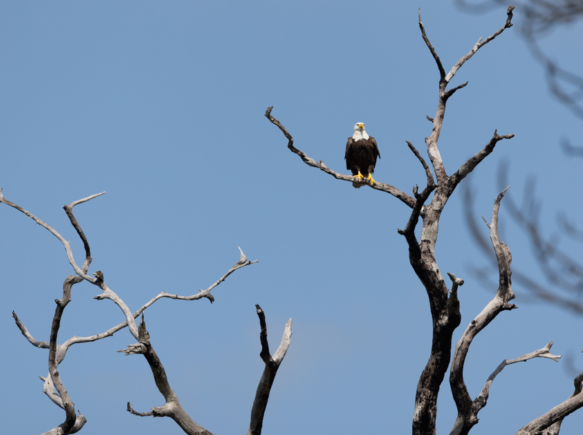 Bald eagle perched high in a tree along the hiking trail on Honeymoon Island State Park in Florida
